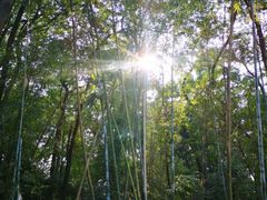 -云溪植物园