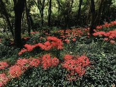 -上海佘山国家森林公园天马山园