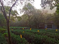 客房门口茶园-法云安缦酒店