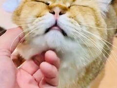 -猫在这儿猫咪咖啡馆·撸猫馆