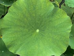 -石家庄市植物园