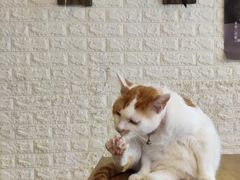 -平行世界·猫咖(首经贸店)
