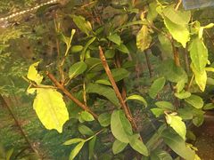 -上海大自然野生昆虫馆(东方明珠·爬宠昆虫探索中心)
