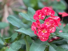 -北京植物园-展览温室