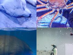 -正佳极地海洋世界