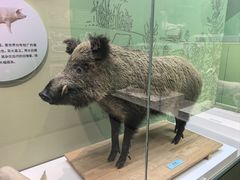 -国家自然博物馆