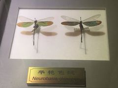 -上海昆虫博物馆
