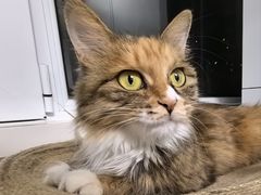 -纳吉亚猫专科动物诊疗中心(蒋宅口分院)