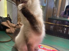 -喵喵咪呀布偶猫咖(春熙路店)