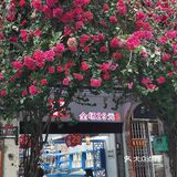 美丽的北海,让人流连忘返