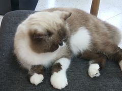 -喵园·猫主题咖啡厅·撸猫·猫咖(国贸店)