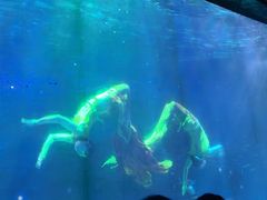 -海合安成都极地海洋公园