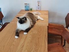 -猫小主咖啡·猫咖cat cafe(福田店)