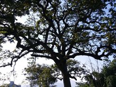 橄榄王-福建鲤鱼洲酒店