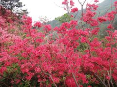 -木兰云雾山
