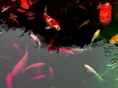 -凤凰山斑鱼馆(恭城店)