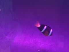-瑞德姆美人鱼海底演艺主题餐厅(亚龙湾店)
