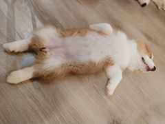 -浣熊柯尔鸭土拨鼠·电玩咖