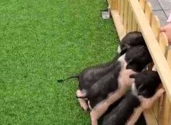 -萌宠亲子动物乐园(槐房万达店)