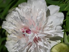 -洛阳市隋唐城遗址植物园