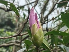 -梧桐山风景名胜区