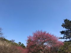 -杭州植物园