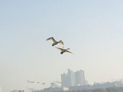 -盐城丹顶鹤湿地生态旅游区