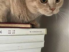 -东方名猫馆·英短金渐层布偶猫舍(环线广场1号楼店)