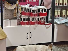 -大王油茶(二厂文创公园店)