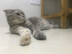 -瑞鹏宠物医院华南总院·夜诊·心脏科·骨科