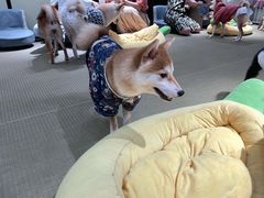 -逗柴咖啡屋·狗咖猫咖宠物桌游
