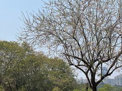 -东莞植物园