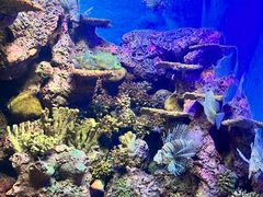 -上海海洋水族馆