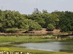 -北京麋鹿生态实验中心