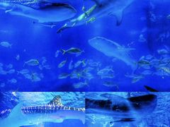 -烟台海昌鲸鲨海洋公园
