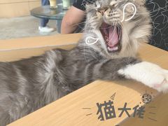 -瞄一喵猫咖(格力海岸店)