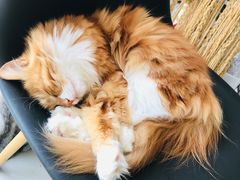 -平行世界·猫咖(首经贸店)