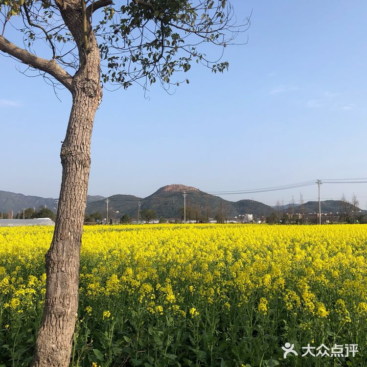 湖岭 桐浦油菜花 春季赏景好去处