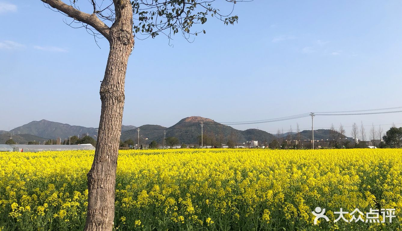 湖岭 桐浦油菜花 春季赏景好去处