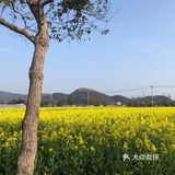 湖岭 桐浦油菜花 春季赏景好去处