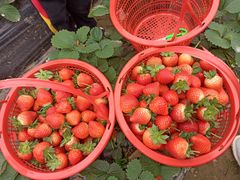 -南宁良凤江国家森林公园