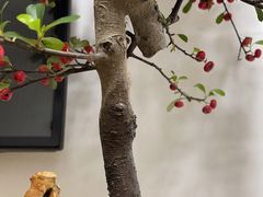 -金陵花卉交易市场