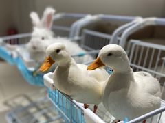 -怪兽屋·羊驼·猫咖·狗咖(俊华广场店)