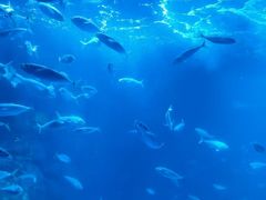 -太平洋海底世界