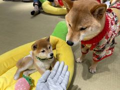 -逗柴咖啡屋·狗咖猫咖宠物桌游