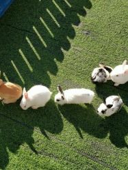 -萌宠亲子动物乐园(槐房万达店)