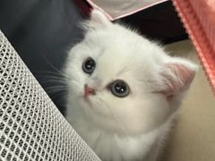 -美联众合动物医院·24h转诊中心