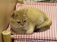 -momokira米努特·德文卷毛猫·棉花面纱犬