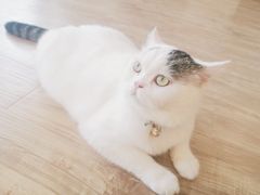 猫咖啡-猫小主咖啡·猫咖cat cafe(福田店)