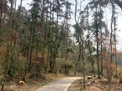 -青龙山国家森林公园